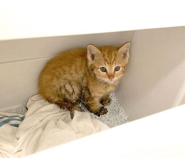 保護当時のみゃおちゃん