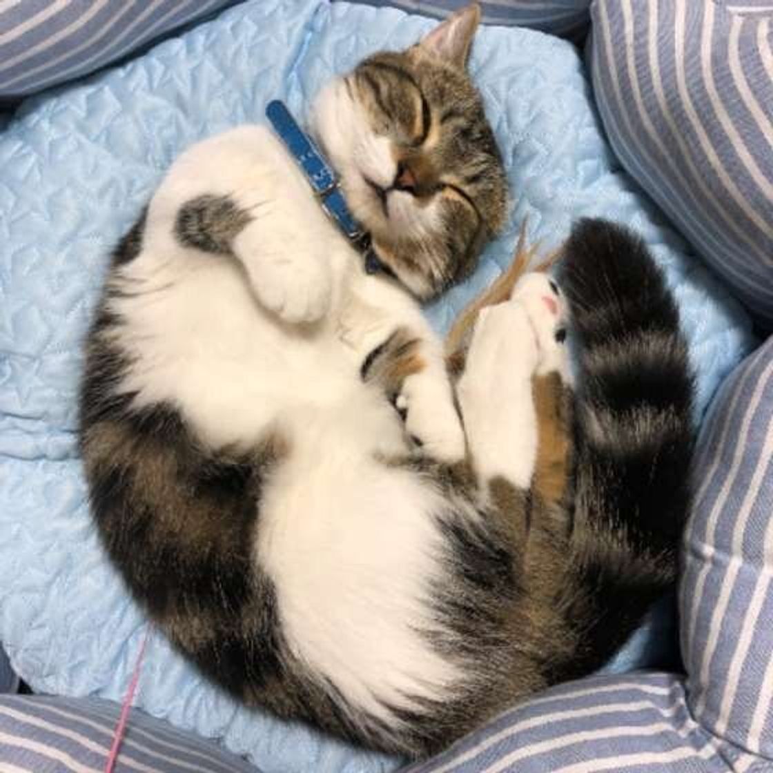 やってはいけない 猫の食事や水に関する夏の暑さ対策 ねこのきもちweb Magazine やってはいけない 猫の食事や水に関する夏の暑さ対策 ねこのきもちweb Magazine