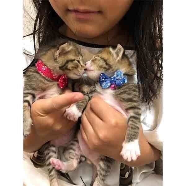 こんぶちゃんともずくくん