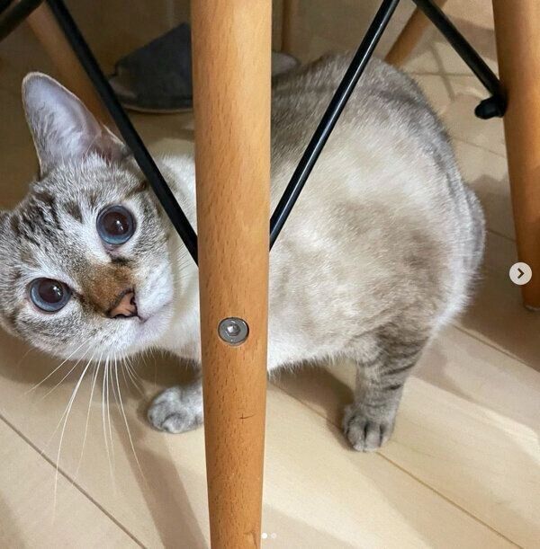 椅子の下からちらっと様子をうかがうラメちゃん