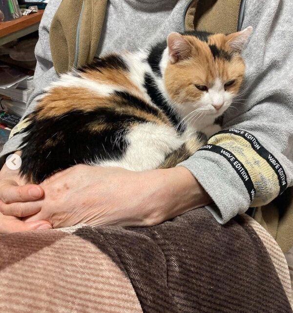 くつろぐミケちゃん