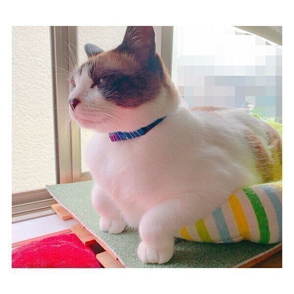 前足のクセが強いぽんちゃん