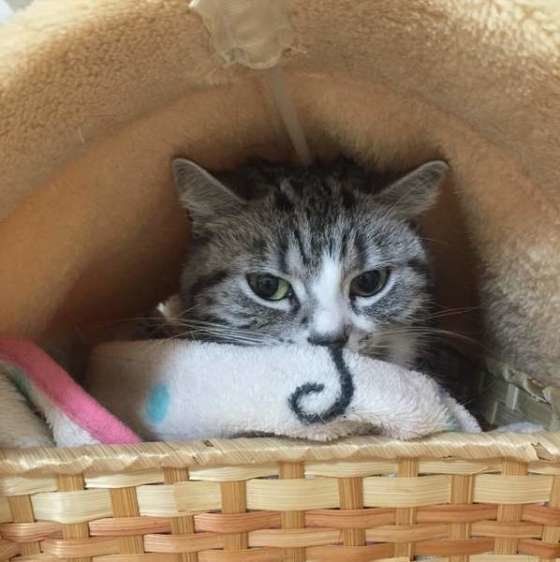 かごに入るアメリカンショートヘア