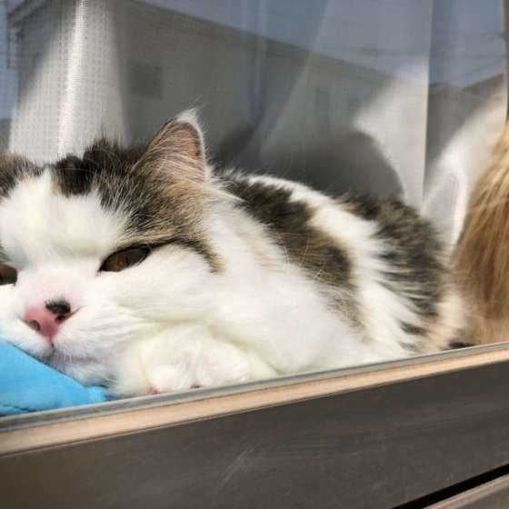 ひなたぼっこ中のスコティッシュフォールド・ロングヘア