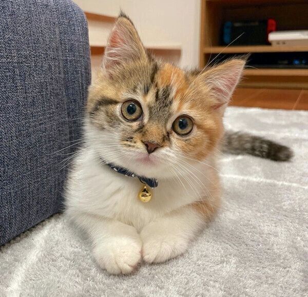 見つめるむぎめちゃん