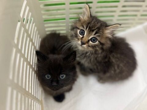 写真提供／いしかわ動物愛護センター