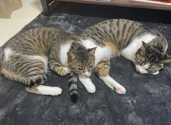 まったりするわらびちゃんときなこちゃん