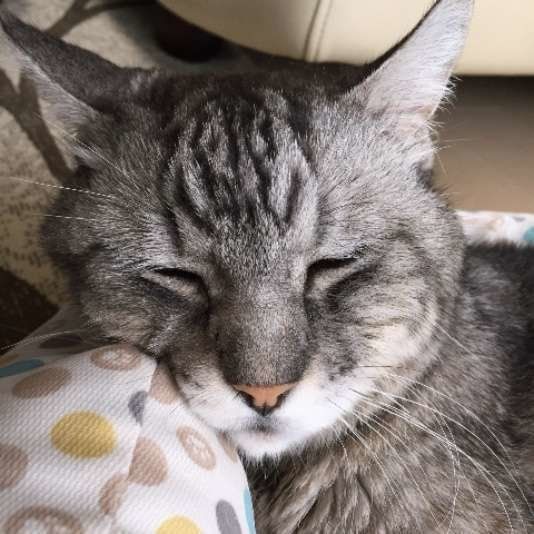 眠るアメリカンショートヘア