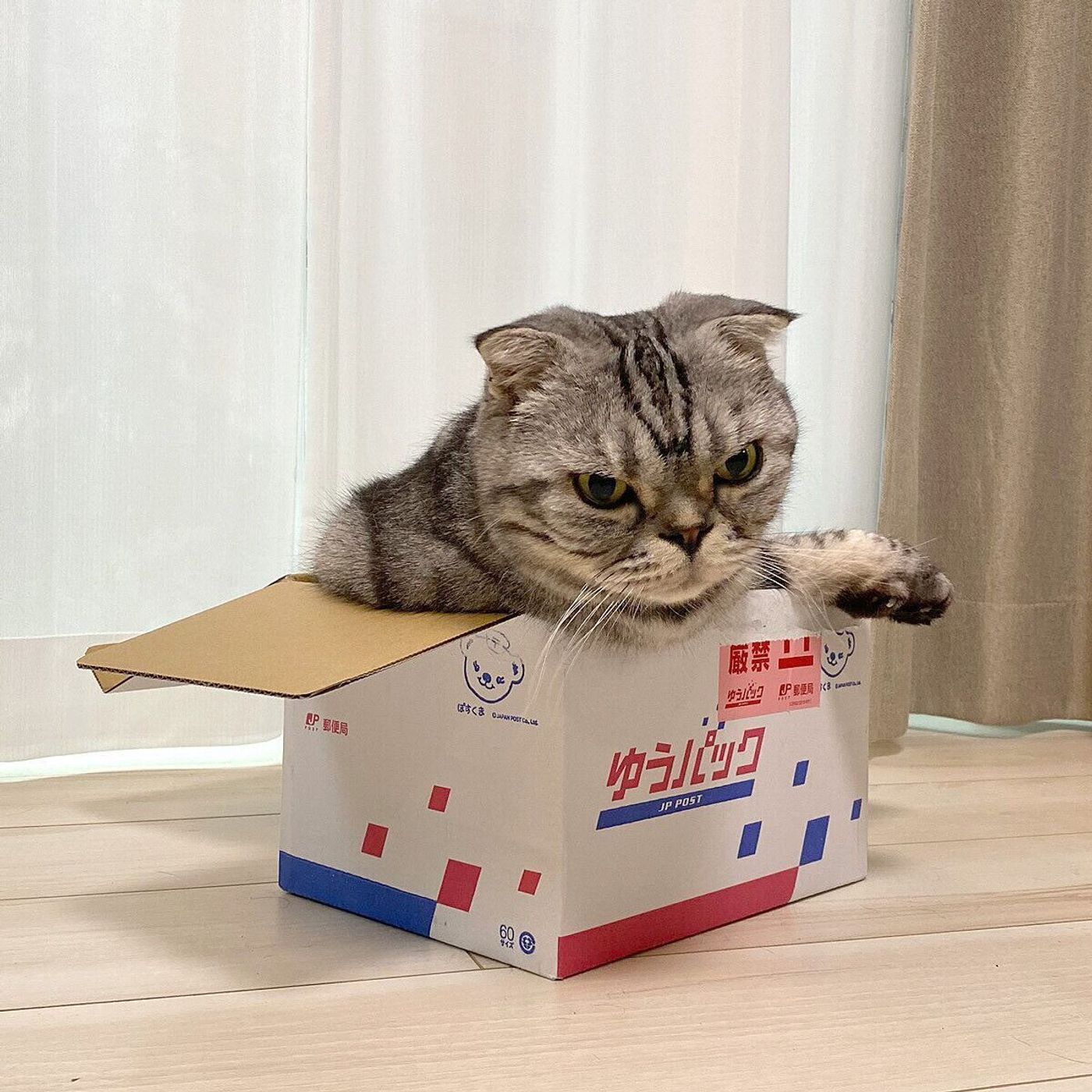 箱が壊れるのでは 明らかに自分より小さい箱にぎゅうぎゅうと入る猫 渋ネコししまるさん 59 ねこのきもちweb Magazine 箱が壊れるのでは 明らかに自分より小さい箱にぎゅうぎゅうと入る猫 渋ネコししまるさん 59 ねこのきもちweb Magazine