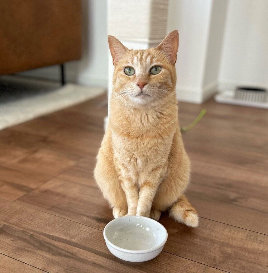 お皿の前でじっと待ち、“無言の圧”でアピールするもいわちゃん