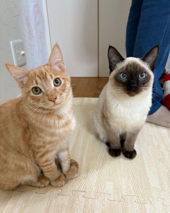 シュンくんの性格は食いしん坊で人なつっこく、レオくんの性格はやんちゃで甘えん坊なのだとか