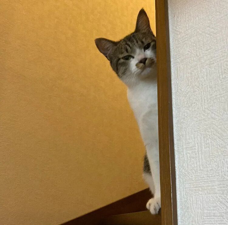 怒っているような表情の猫