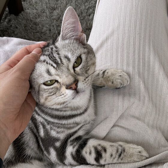 なでられるHonoくん（アメリカンショートヘア）