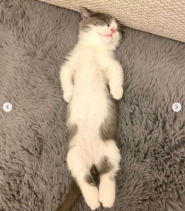 ヘソ天するココタくん