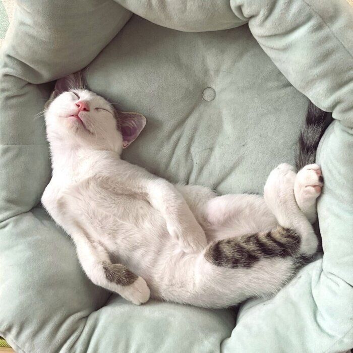 すやすや眠るコネコ様