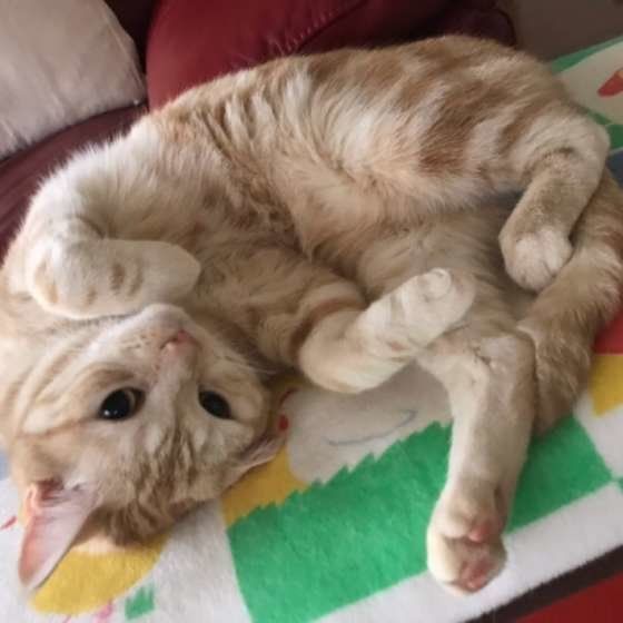 寝転んでいるアメリカンショートヘア