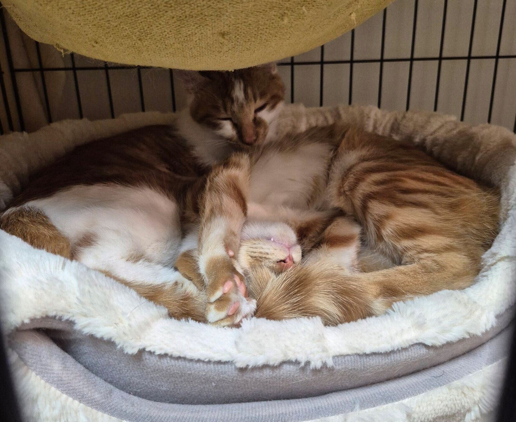 あたたかいベッドの中でとろける2匹