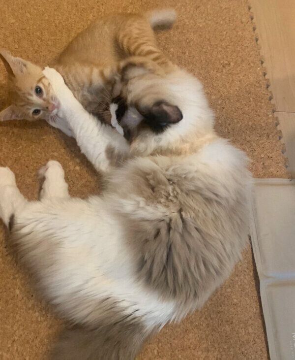 じゃれ合うシンバちゃん、サスケくん