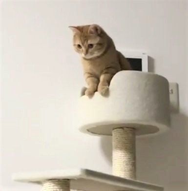キャットタワーに登るマンチカン