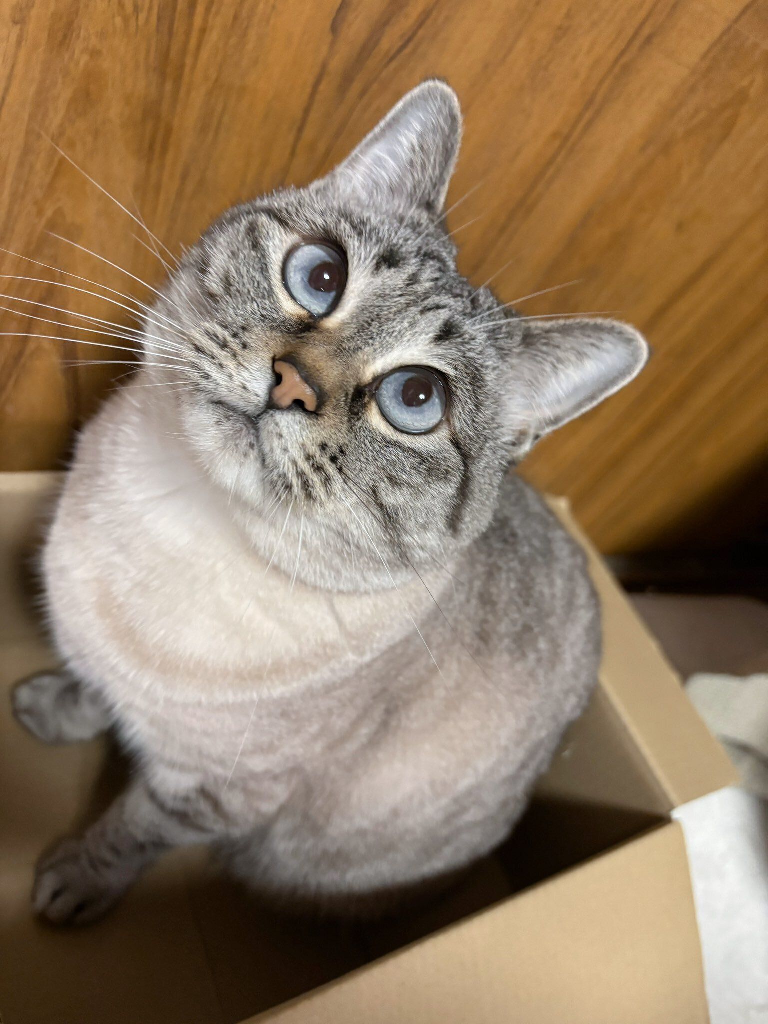 箱の中から飼い主を見る猫