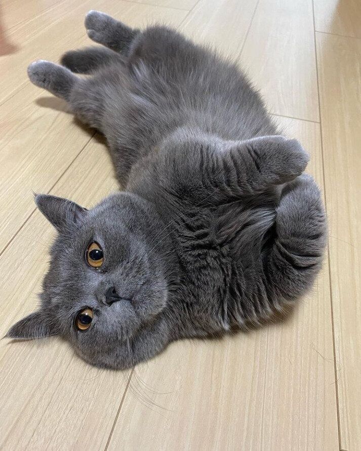 お腹を出して寝転がる猫