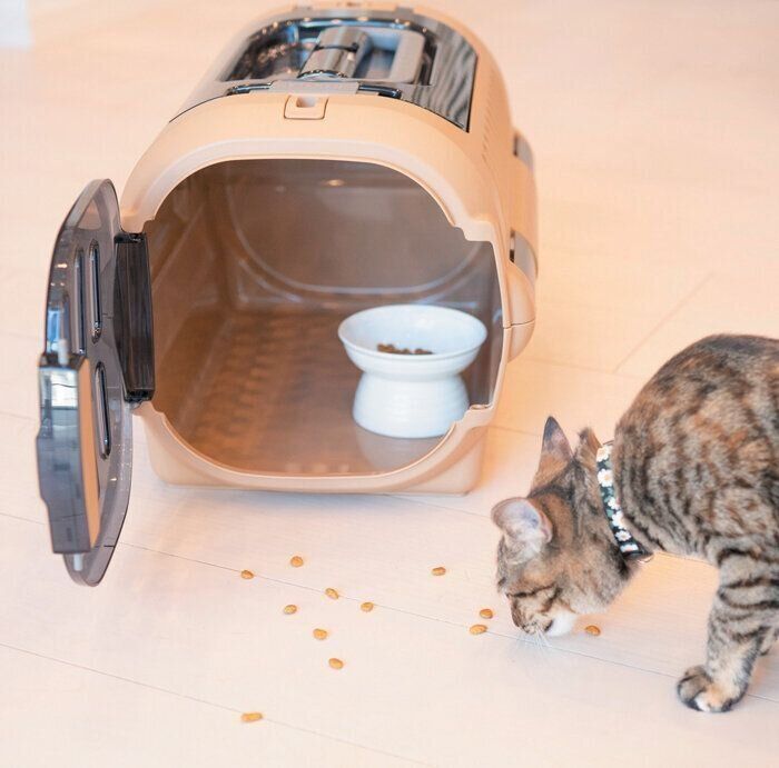 おやつのニオイを嗅ぐ猫