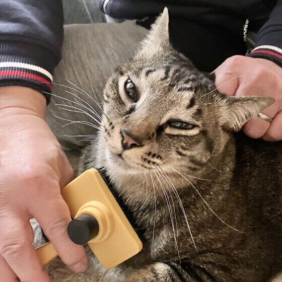 ブラッシングしてもらうキジトラ猫
