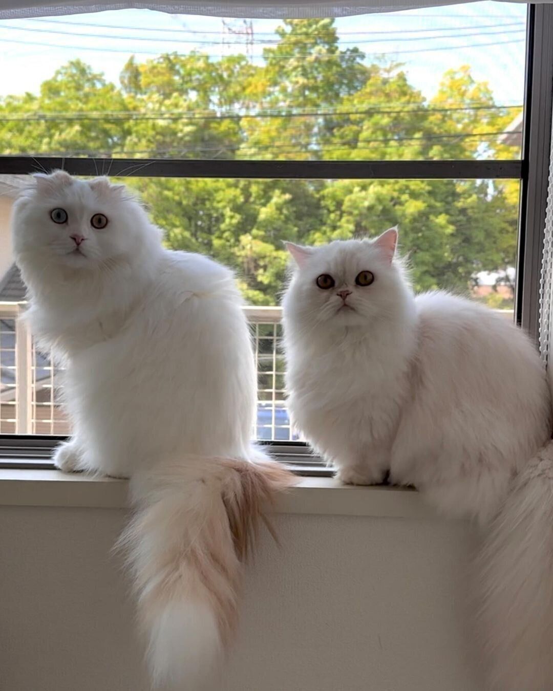 窓辺に座るミントくん（写真左）とマカロンちゃん（写真右）