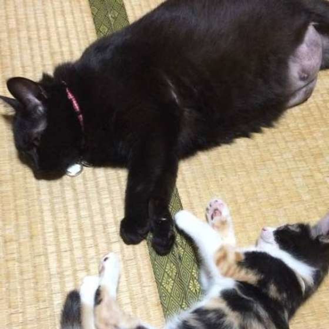 月年齢別 猫の適正体重早見表 何kgから肥満 測定方法から予防まで解説 ねこのきもちweb Magazine 月年齢別 猫の適正体重早見表 何kgから肥満 測定方法から予防まで解説 ねこのきもちweb Magazine