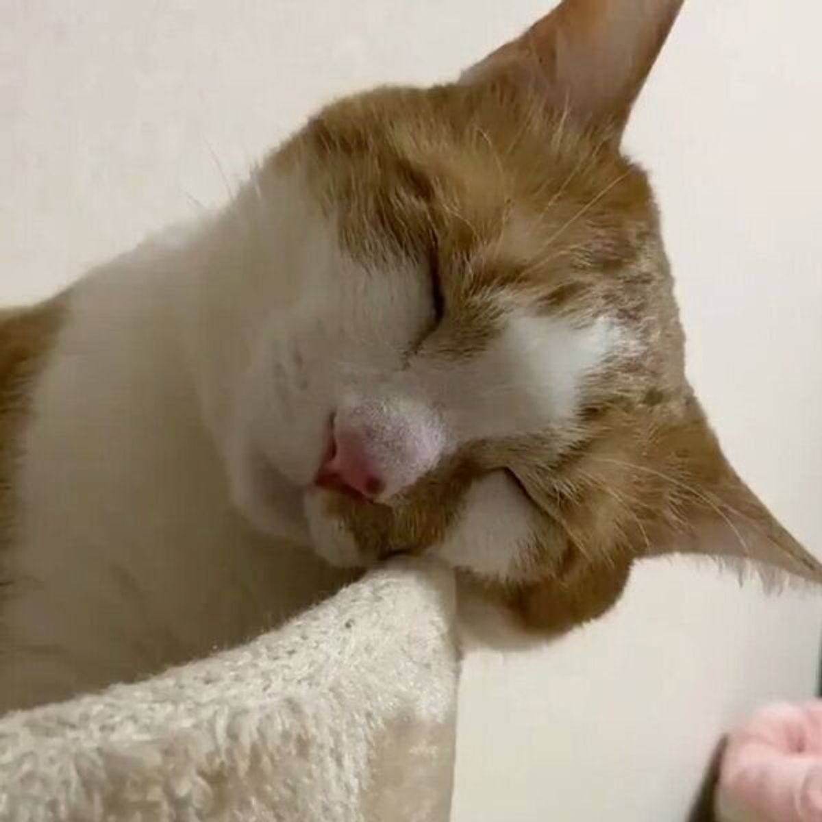 キャットタワーで眠る猫 予想を裏切らない お約束すぎる展開 に ねこのきもちweb Magazine キャットタワーで眠る猫 予想を裏切らない お約束すぎる展開 に ねこのきもちweb Magazine