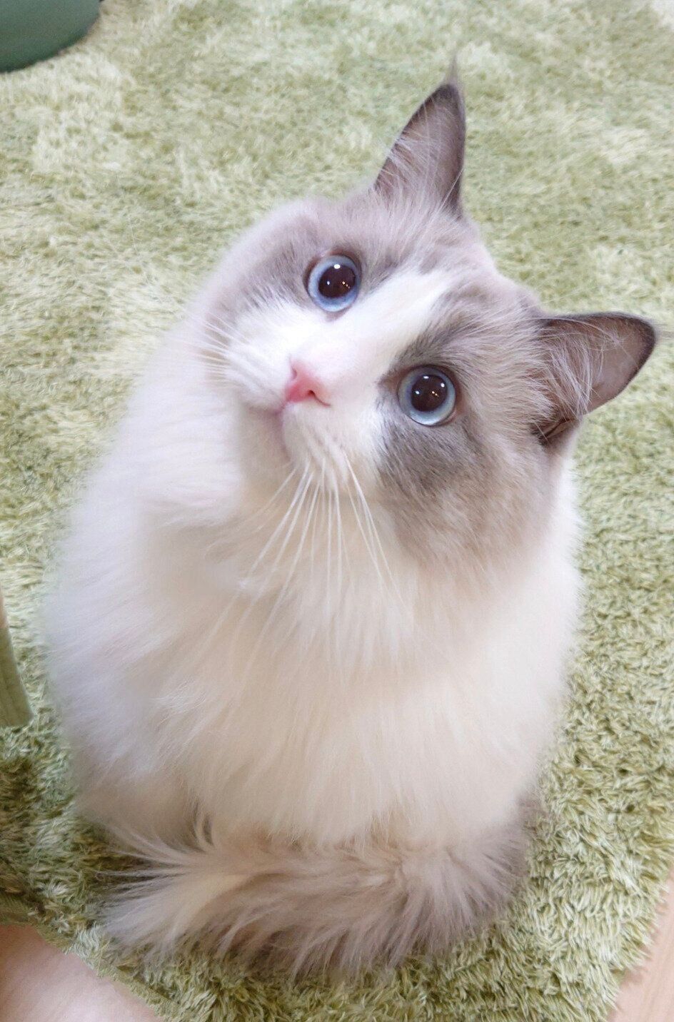 「小トトロ」のようなフォルムのミントくん