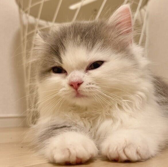 眠そうな表情をするイヴちゃん