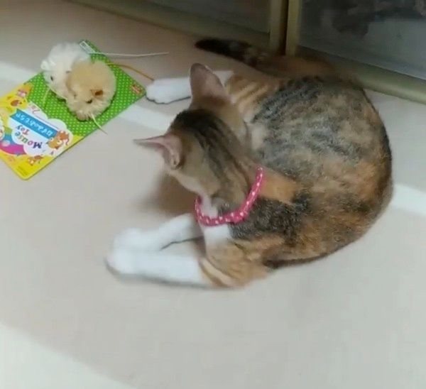 おもちゃを見る猫