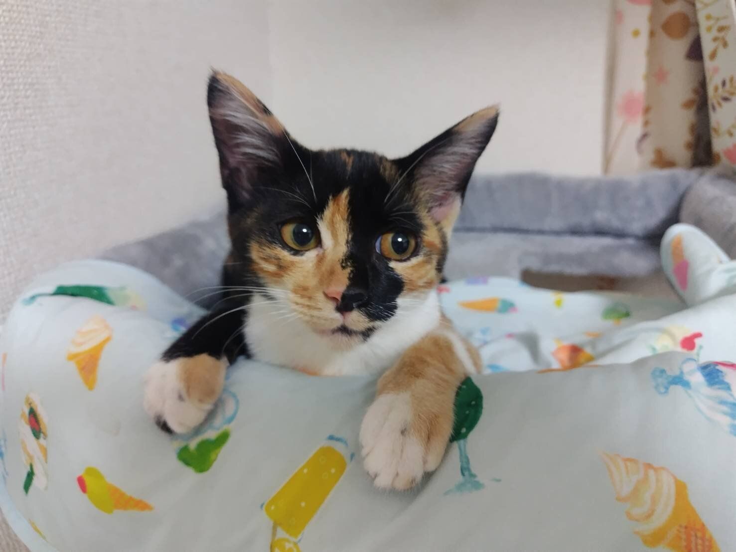 生後3カ月の猫