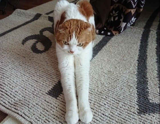 専門家が解説 猫が夜中に突然 フー と怒って猫パンチをするワケ ねこのきもちweb Magazine