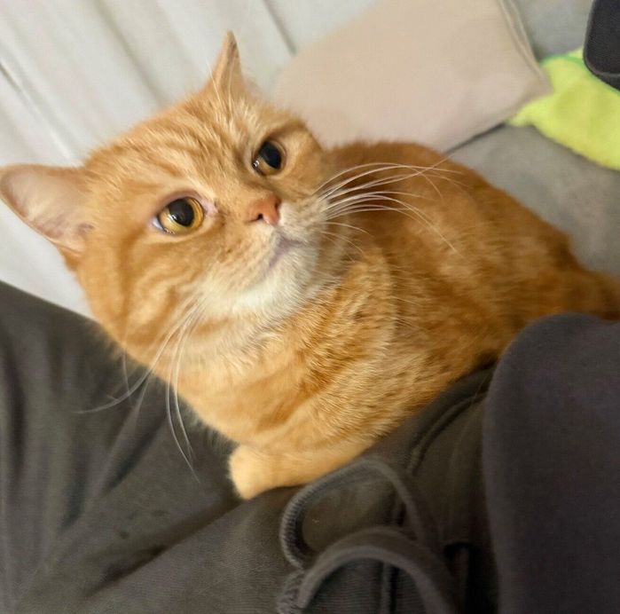 片肘をついて飼い主さんに語りかけるにゃむちゃん