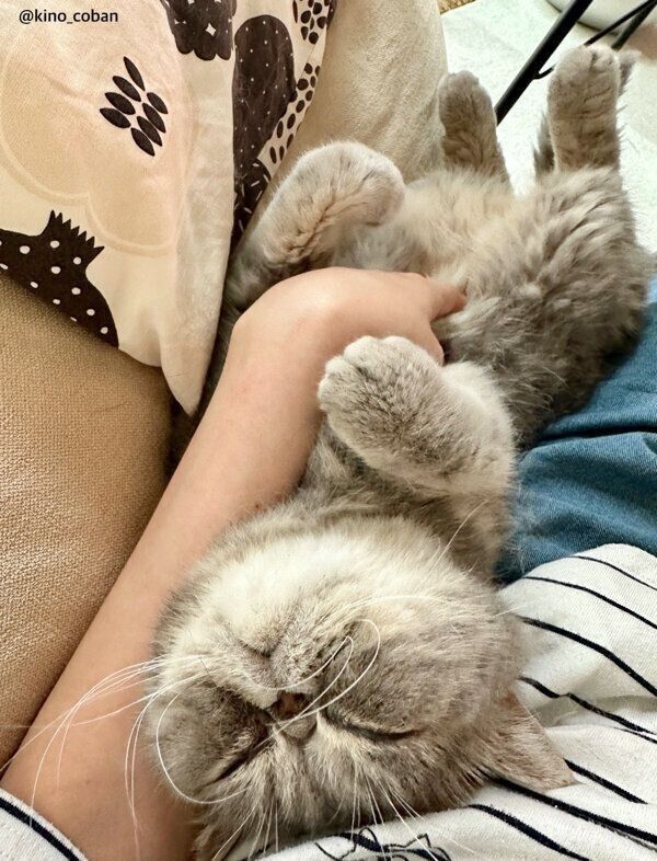 「腹モフ」中のふくすけくん