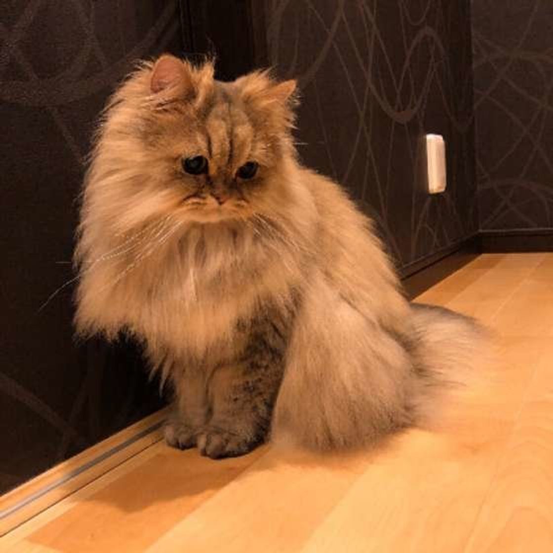 獣医師監修 猫のてんかん 症状と原因 治療法や対処法について解説 ねこのきもちweb Magazine