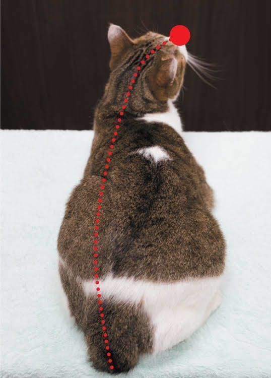 猫の免疫力低下に効くツボ