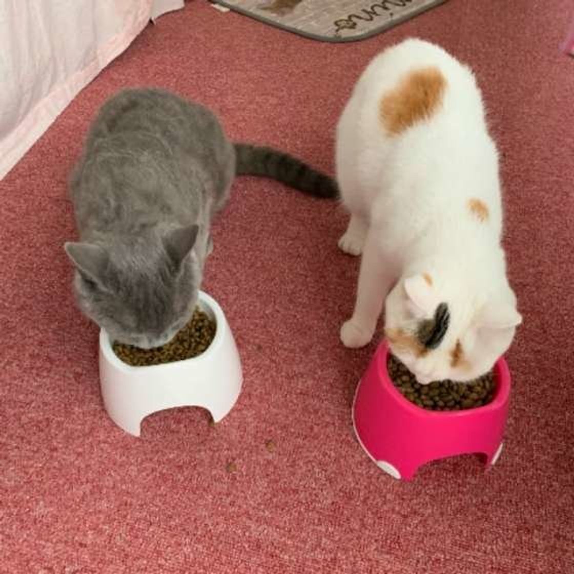 獣医師監修 愛猫がフードを食べない 食欲不振の原因と対処法 ねこのきもちweb Magazine 獣医師監修 愛猫がフードを食べない 食欲不振の原因と対処法 ねこのきもちweb Magazine