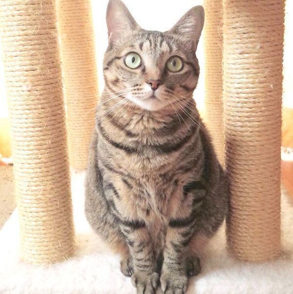 凛々しい姿のモモちゃん