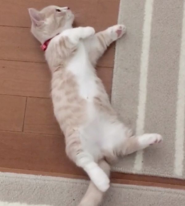 変身ポーズをする猫