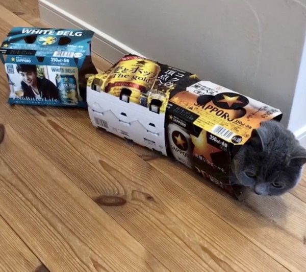 ビールの空き箱が好きな猫
