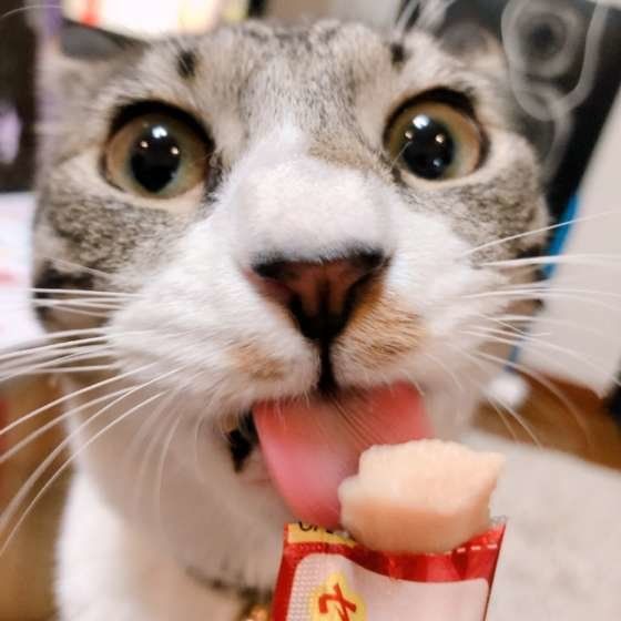 ちゅ〜るを食べる猫