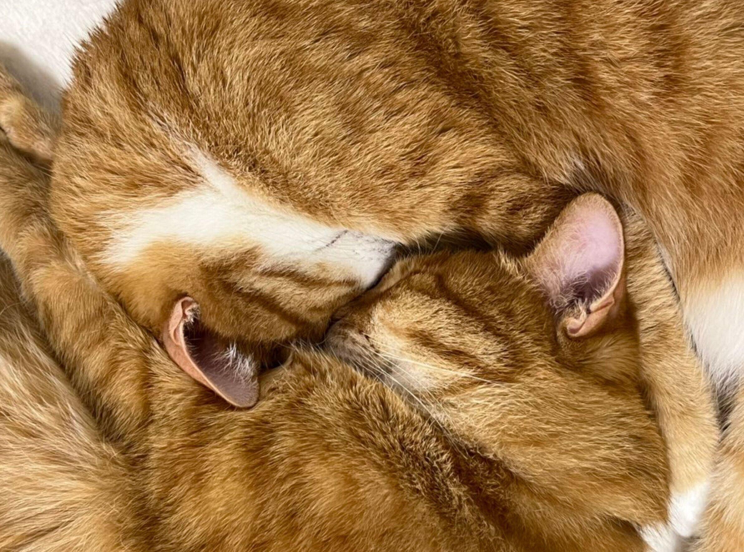 カイちゃんとクウちゃん