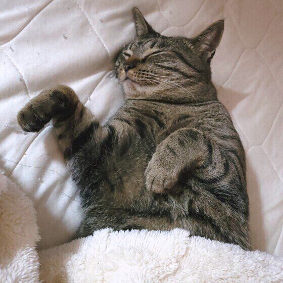 キジトラのききちゃん