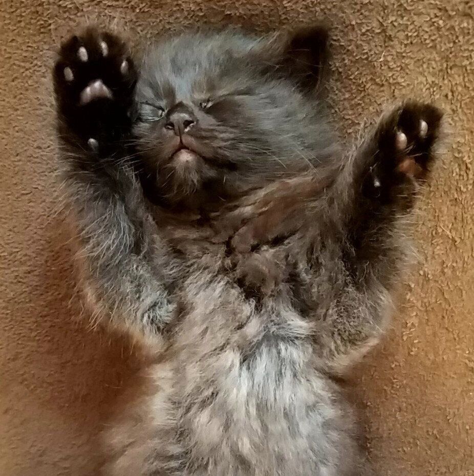 お迎えして間もないころのひまわりちゃん