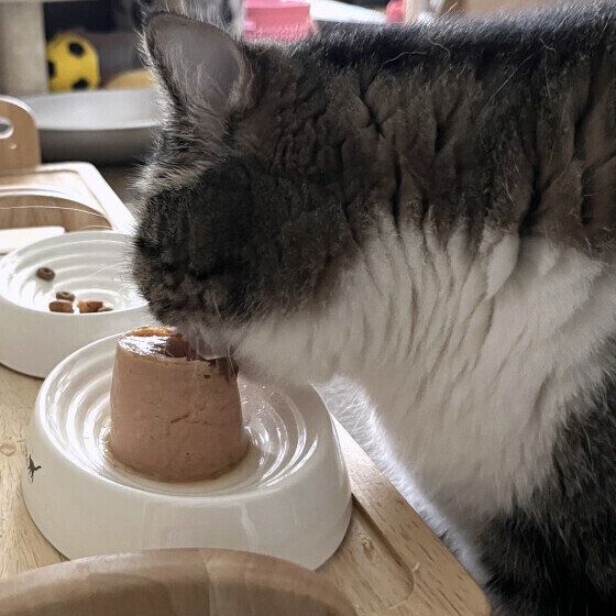 ゴハンを食べる大福くん