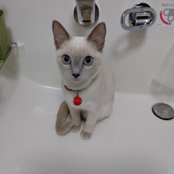 トンキニーズのきなこちゃん