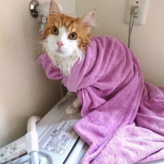 ソルくん メインクーン